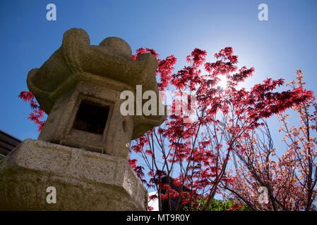 Beautiful Japanese maple tree in the Japanese garden setting Stock Photo