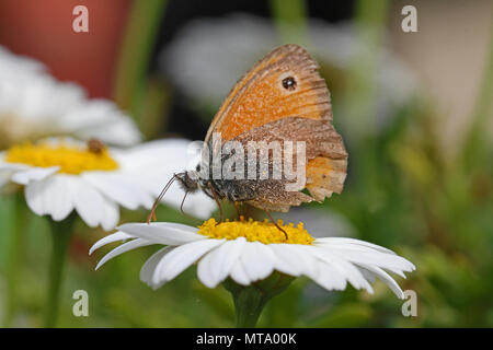 tiny small heath butterfly very close up Latin coenonympha pamphilus feeding on a marguerite or white swan river daisy Latin brachyscome in Italy Stock Photo