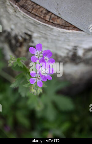 Wood cranesbill, Skogsnäva (Geranium sylvaticum) Stock Photo