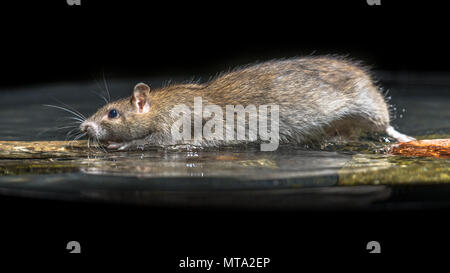 Wild Brown Rat (Rattus norvegicus) moving in water of river Stock Photo