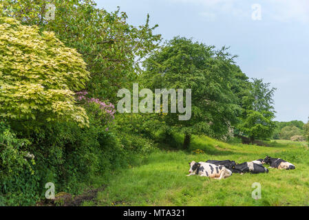 Cows rest lying down in field Stock Photo