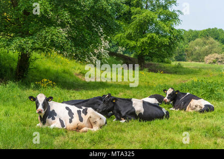 Cows rest lying down in field Stock Photo