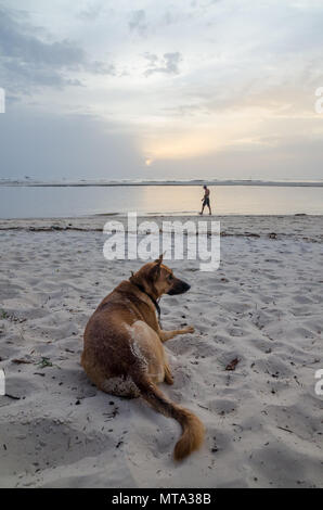 Portrait of beautiful German shepherd dog with collar and person in background at African beach during afternoon Stock Photo