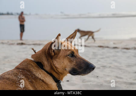 Portrait of beautiful German shepherd dog with collar and person in background at African beach during afternoon Stock Photo