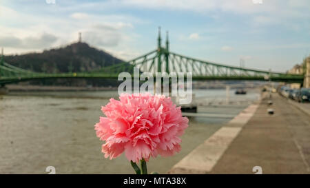 Beautiful pink carnation Dianthus caryophyllus against city view at Budapest, Hungary. Selective focus. Stock Photo
