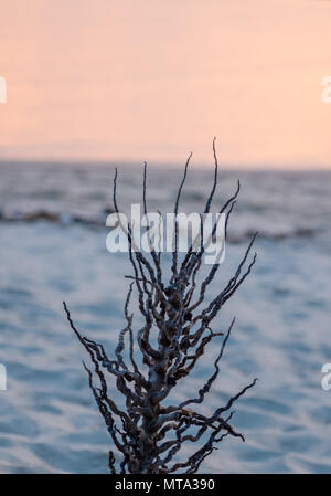 Curly root of tree or plant sticking out from white sand with soft calm water in background at Atlantic ocean beach Stock Photo