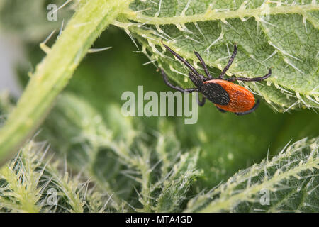 Deer tick on nettle leaf. Ixodes ricinus. Urtica dioica. Close-up of dangerous parasite on green plant with stinging trichomes. Natural background. Stock Photo