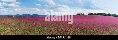 Spring panorama of flowering crimson clovers. Trifolium incarnatum. Beautiful panoramic field of red trefoil. Idyllic view, hills, forest on horizon. Stock Photo