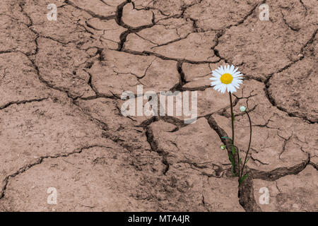 White daisy in dry cracked soil. Leucanthemum vulgare. One flowering plant growing in arid land. Idea of hope. Brown textured background. Environment. Stock Photo