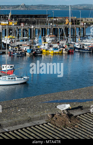 Seagull and Nest, Newlyn Harbour and St Michael's Mount, Cornwall UK Stock Photo