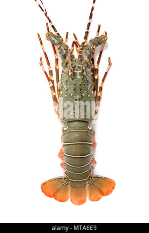 lobster isolated on white background Stock Photo