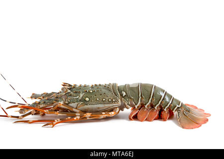 lobster isolated on white background Stock Photo