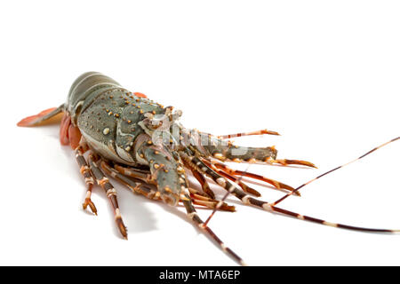 lobster isolated on white background Stock Photo
