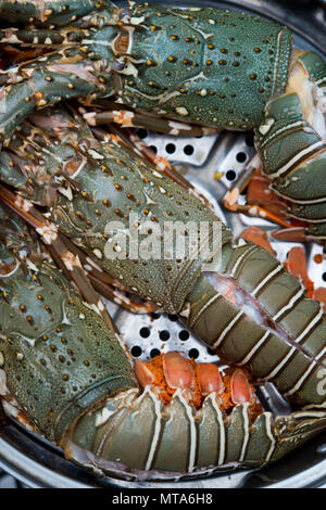 raw lobster in the iron steamer Stock Photo