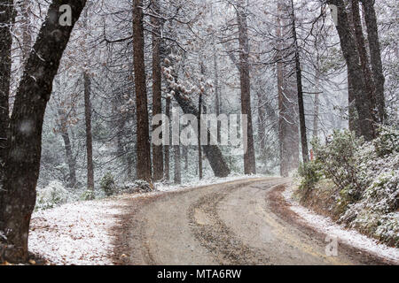 Snowstorm in autumn forest Stock Photo