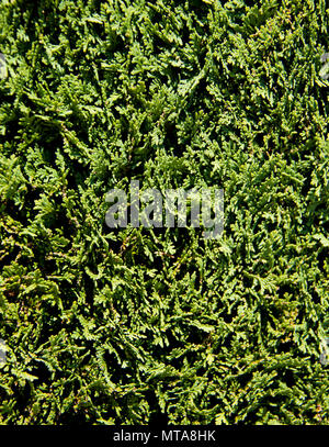 Thuja green natural background. Hedge of thuja trees, close up Stock Photo