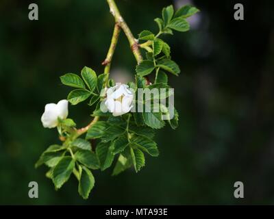 wild rose, white rose (Rosa rugosa) in bloom with copy space Stock Photo
