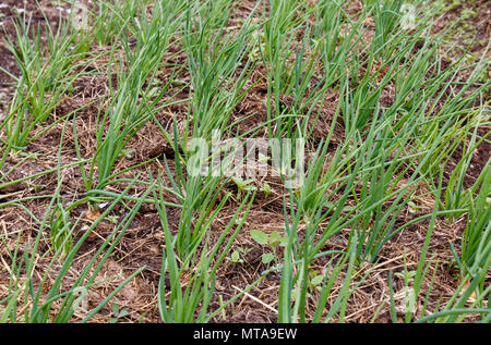 Fresh grass growing in compost with close up detail of the roots Stock