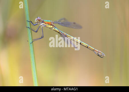 Female Willow emerald damselfly (Chalcolestes viridis) resting on grass stem in early morning Stock Photo
