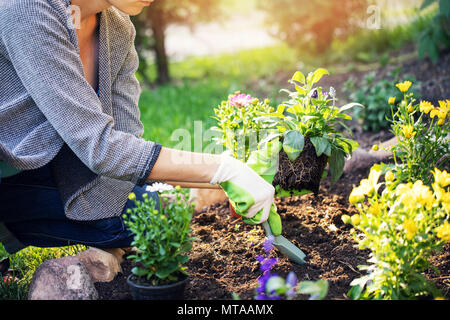 gardener planting flowers in garden bed Stock Photo
