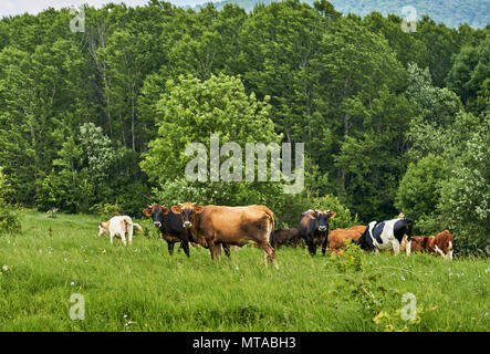 cows graze on a green meadow