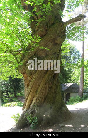 An ancient tree with a gnarled and knobbly trunk that twists and turns; in the gardens at Ightham Mote, the National Trust property, Sevenoaks, Kent Stock Photo
