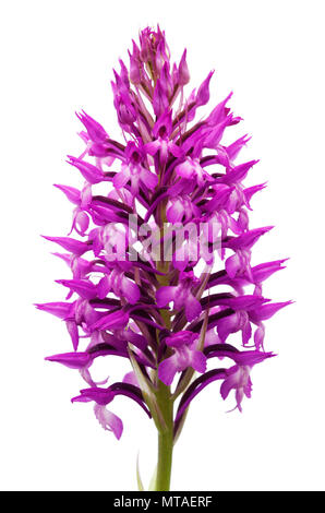 Wild and rare orchid hybrid Anacamptis x simorrensis inflorescence isolated against a white background. It's an hybrid between Pyramidal Orchid (Anaca Stock Photo