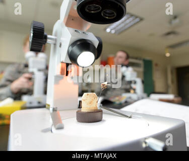 A microscope inside the entomology lab at the 88th Aerospace Medicine Squadron stations a medically significant fly of the family Diptera at Wright-Patterson Air Force Base, Ohio, April 21, 2017. The 88th AMDS students study the mechanical vectors of insects of military importance and the major diseases they transmit. Stock Photo