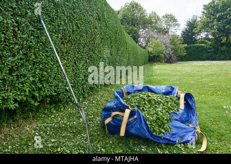 Clearing up after trimming a privet hedge. Penzance Cornwall UK. 26/5/2018 Stock Photo