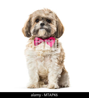 Lhasa Apso in bow tie against white background Stock Photo
