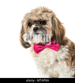 Lhasa Apso in bow tie against white background Stock Photo