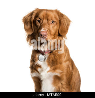 Nova Scotia Duck Tolling Retriever against white background Stock Photo
