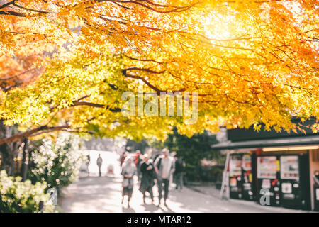 nature kyoto park scene view autumn season golden maple tree in japan Stock Photo