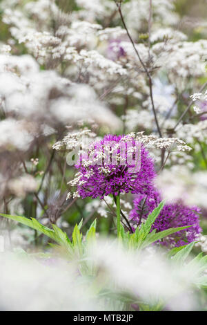 Allium hollandicum ‘Purple sensation’ surrounded by Anthriscus sylvestris 'Ravenswing' / Black Cow Parsley in an English garden Stock Photo