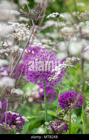 Allium hollandicum ‘Purple sensation’ surrounded by Anthriscus sylvestris 'Ravenswing' / Black Cow Parsley in an English garden Stock Photo