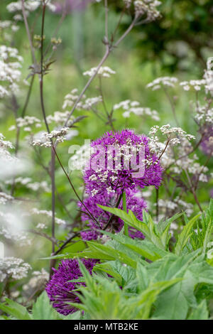 Allium hollandicum ‘Purple sensation’ surrounded by Anthriscus sylvestris 'Ravenswing' / Black Cow Parsley in an English garden Stock Photo