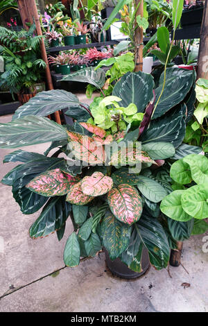 buy philodendron pedatum Philodendron pedatum – Fingered, Tree-Like Aroid main image 0