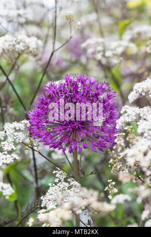 Allium hollandicum ‘Purple sensation’ surrounded by Anthriscus sylvestris 'Ravenswing' / Black Cow Parsley in an English garden Stock Photo