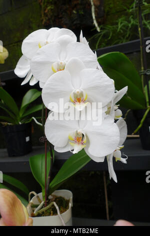Phalaenopsis orchids or known as Moth Orchids Stock Photo