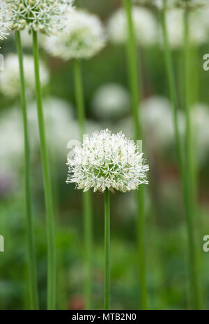 Allium ‘Mont blanc’ flowers in an english garden Stock Photo