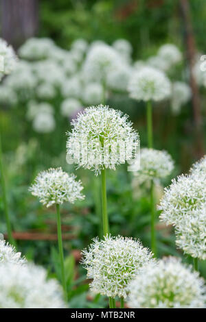 Allium ‘Mont blanc’ flowers in an english garden Stock Photo