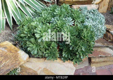 Aeonium or known as Green Rose succulent Stock Photo