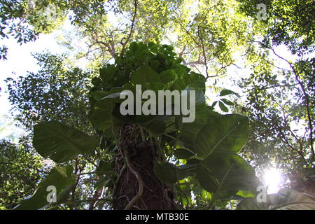 Pothos Vine (Epipremnum Aureum) Growing on Native Australian Tree Stock Photo