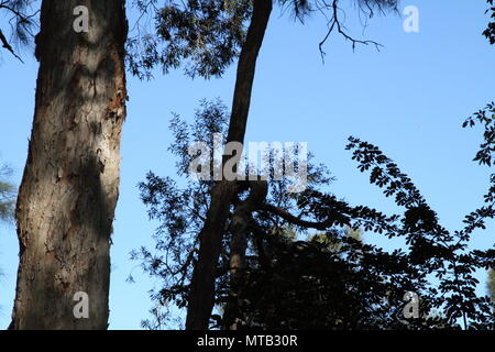 Weeping Paperbark Eucalyptus (Melaleuca Leucadendra) Stock Photo