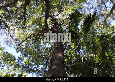 Grey Ironbark Eucalyptus (Eucalyptus Paniculata) and Carpentaria Palms in Native Australian Rainforest Stock Photo