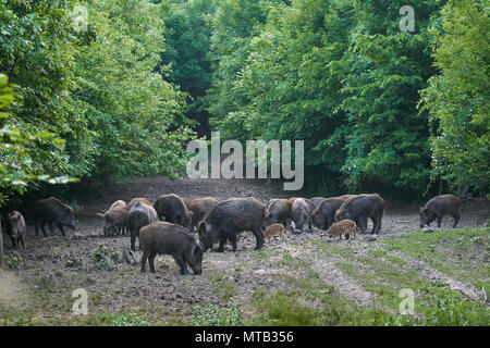 Herd of wild hogs rooting in the forest for food Stock Photo