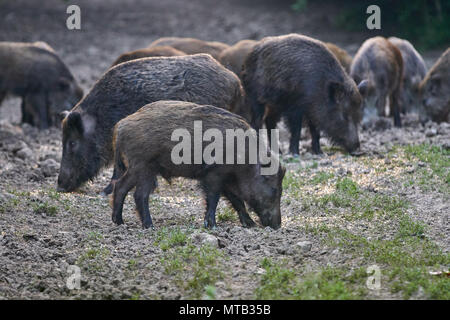 Herd of wild hogs rooting in the forest for food Stock Photo