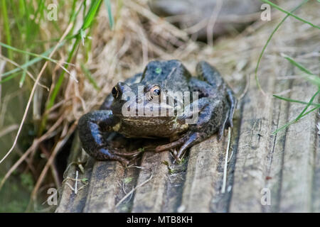 Common frog sitting by a garden pond Stock Photo