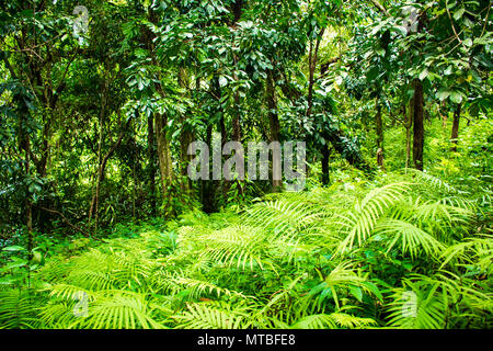 Thailand rainforest with big trees in the Koh Samui Island Stock Photo