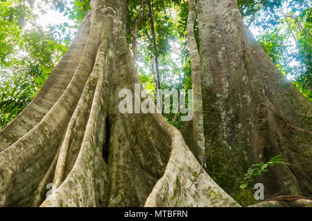 Thailand rainforest with big trees in the Koh Samui Island Stock Photo